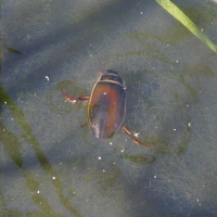 dytiscus_marginalis2bd (Dytiscus marginalis)