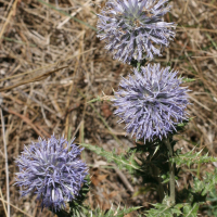 echinops_ritro3md (Echinops ritro)