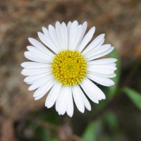 Erigeron_karvinskianus