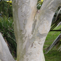Eucalyptus_pauciflora