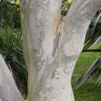 Eucalyptus_pauciflora (Eucalyptus pauciflora)