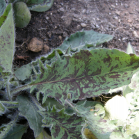 Hieracium glaucum (Épervière glauque)