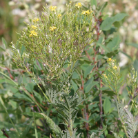 Hugueninia tanacetifolia (Vélar à feuilles de tanaisie)