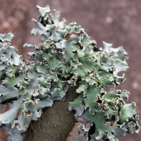 Hypogymnia physodes (Lichen)