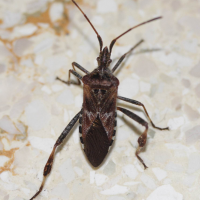 leptoglossus_occidentalis3md