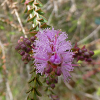 melaleuca_gibbosa2gv