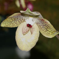 paphiopedilum_malipoense2bmd