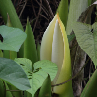 philodendron_giganteum6bd