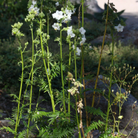 Polemonium caeruleum (Polémoine, Valériane grecque)