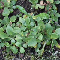 Primula hirsuta (Primevère visqueuse, Primevère hérissée)