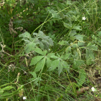 Ranunculus aconitifolius (Renoncule à feuilles d'aconit)