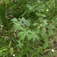 ranunculus_aconitifolius1md