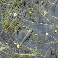 ranunculus_trichophyllus2md