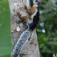 sciurus_variegatoides2bd