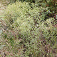 Senecio sylvaticus (Séneçon des bois, Séneçon des forêts)