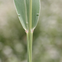 setaria_viridis2md (Setaria viridis)
