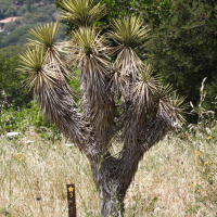 yucca_brevifolia1md (Yucca brevifolia)