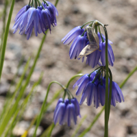 allium_beesianum2md (Allium beesianum)