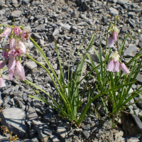 Allium narcissiflorum (Ail à fleur de Narcisse)