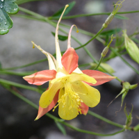 Aquilegia_triternata