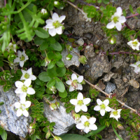 Arenaria biflora (Sabline à 2 fleurs)