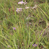 aster_amellus4bd (Aster amellus)