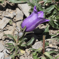 campanula_alpestris4md (Campanula alpestris)