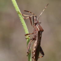 camptopus_lateralis2bd (Camptopus lateralis)