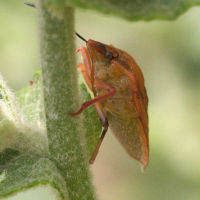 carpocoris_mediterraneus2md (Carpocoris mediterraneus)