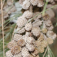 casuarina_cunninghamiana2md (Casuarina cunninghamiana)