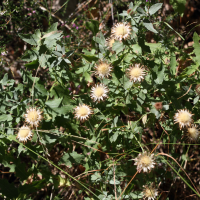 centaurea_pectinata5md (Centaurea pectinata)