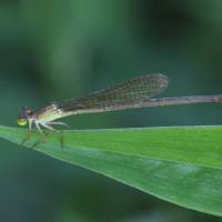 ceriagrion_glabrum7bd (Ceriagrion glabrum)