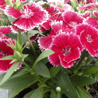 dianthus_chinensis2md (Dianthus chinensis)