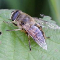 eristalis_interrupta3bd