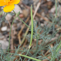 eschscholtzia_californica4md (Eschscholtzia californica)