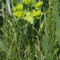 Euphorbia helioscopa (Euphorbe réveil-matin, herbe aux verrues)