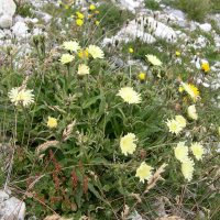 Hieracium intybaceum (Épervière fausse chicorée, Épervière à feuilles de chicorée)