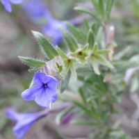 lithodora_fruticosa3md