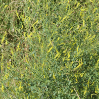 melilotus_officinalis5bd (Trigonella officinalis)