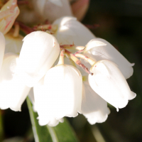 pieris_japonica_flaming_silver3md