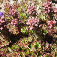 Sempervivum tectorum   ssp.   arvernense (Joubarbe d'Auvergne)