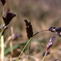 sesleria_coerulea2mcf