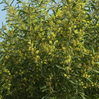 Acacia retinodes (Mimosa des quatre saisons)