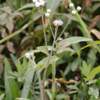 ageratum_conyzoides2md (Ageratum conyzoides)