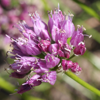 allium_senescens2md (Allium senescens montanum)