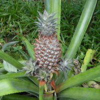 ananas_comosus2md