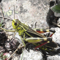 arcyptera_fusca4bd (Arcyptera fusca)