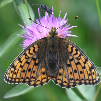 argynnis_niobe4bd