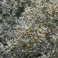 artemisia_arborescens2md (Artemisia arborescens)