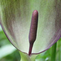 arum_maculatum6md (Arum maculatum)